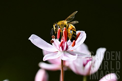 Honey_bee_Apis_mellifera_collecting_a_flower_of_flowering_rush_Butomus_umbellatus_banks_of_the_Meurt