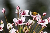 Honey bee (Apis mellifera) collecting a flower of flowering rush (Butomus umbellatus), banks of the Meurthe, Nancy, Lorraine, France