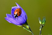 Sevenspotted lady beetle (Coccinella septempunctata) on a bluebell flower, hautes chaumes, Le Hohneck La Bresse, Vosges, France