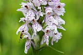 Red ant on spotted orchid flowers (Dactylorhiza maculata maculata), high stubble fields, Le Hohneck La Bresse, Vosges ridge, France