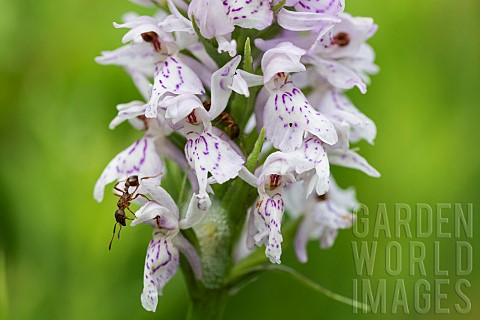 Red_ant_on_spotted_orchid_flowers_Dactylorhiza_maculata_maculata_high_stubble_fields_Le_Hohneck_La_B
