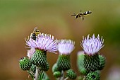 Great banded furrow-bee (Halictus scabiosae) taking off from a Montpellier thistle (Cirsium monspessulanum), Jean-Marie Pelt Botanical Garden, Nancy, Lorraine, France