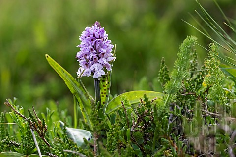 Spotted_orchid_flowers_Dactylorhiza_maculata_maculata_high_stubble_fields_Grand_Ballon_Vosges_France