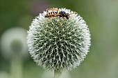 Paper Wasp (Polistes sp) on Blue Thistle (Echinops ritro), Jean-Marie Pelt Botanical Garden, Nancy, Lorraine, France