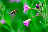 Honey bee (Apis mellifera) foraging on Great Hairy Willowherb (Epilobium hirsutum), Jean-Marie Pelt Botanical Garden, Nancy, Lorraine, France