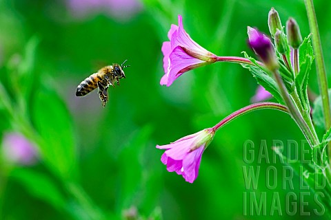 Honey_bee_Apis_mellifera_foraging_on_Great_Hairy_Willowherb_Epilobium_hirsutum_JeanMarie_Pelt_Botani