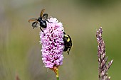 Garden Chafer (Phyllopertha horticola) on a flower of European bistort (Bistorta officinalis, Grand Ballon Vosges, France