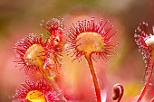 Round-leaved sundew (Drosera rotundifolia) sticky trap, Lispach peat bog, Chajoux Valley, Vosges, France