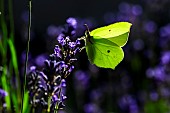 Brimstone (Gonepteryx rhamni) male foraging on lavender, Bouxières-aux-Dames, Lorraine, France