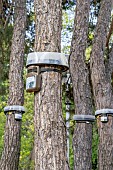 Traps for Pine processionary (Thaumetopoea pityocampa) caterpillars in a public garden, Bouches-du-Rhone, France