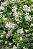 Sweet mock orange (Philadelphus coronarius) in blossom