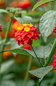 Common lantana (Lantana camara)