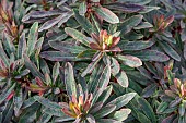 Wood spurge (Euphorbia amygdaloides) Purpurea leaves in winter