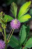 Sensitive plant (Mimosa pudica) flower