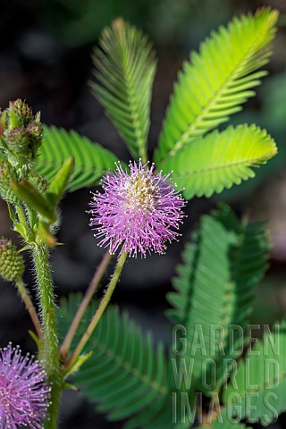 Sensitive_plant_Mimosa_pudica_flower