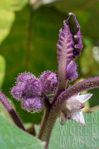Young_leaf_and_buds_of_Naranjilla_Solanum_quitoense