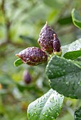 Young anthocyanic fruits of a 4 Seasons Lemon (Citrus limon) in spring