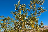 Creosote bush (Larrea tridentata), Mojave national reserve. California. S.W. USA, N.W. Mexico