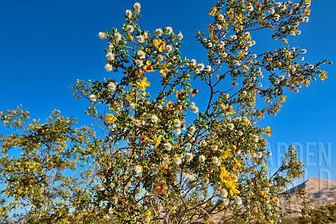 Creosote_bush_Larrea_tridentata_Mojave_national_reserve_California_SW_USA_NW_Mexico