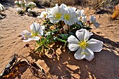 Dune Primrose, Birdcage Evening-primrose (Oenothera deltoides), Mojave national preserve. Californie.