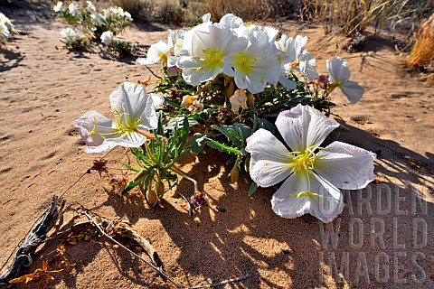 Dune_Primrose_Birdcage_Eveningprimrose_Oenothera_deltoides_Mojave_national_preserve_Californie