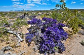 Mojave indigo bush (Psorothamnus arborescens) in bloom, Mojave national reserve, California.
