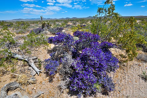 Mojave_indigo_bush_Psorothamnus_arborescens_in_bloom_Mojave_national_reserve_California