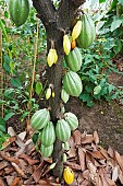 Cocoa pods (Theobroma cacao), tropical greenhouses of the Jean-Marie Pelt botanical garden, Nancy, Lorraine, France