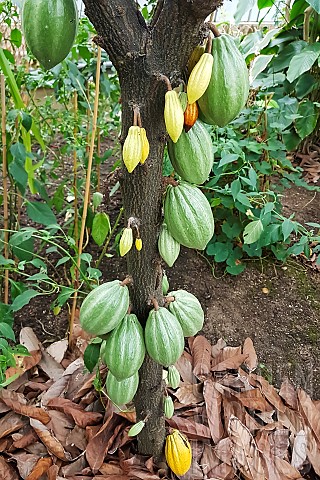 Cocoa_pods_Theobroma_cacao_tropical_greenhouses_of_the_JeanMarie_Pelt_botanical_garden_Nancy_Lorrain