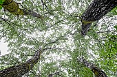 Poplar (Populus sp), Nature Reserve of the Ile du Rhin du Rohrschollen, Alsace, France