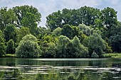 Landscape of the natural reserve of the Ile du Rhin du Rohrschollen, Alsace, France