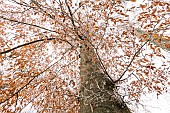 Common beech (Fagus sylvatica) in winter, Clairejoie, Bouxières-aux-dames, Lorraine, France
