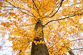 Common beech (Fagus sylvatica) in autumn, Bouxières-aux-dames, Lorraine, France