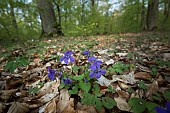 Forest violet (Viola sp) in the undergrowth, Bouxières-aux-dames, Lorraine, France