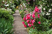 Rose garden, Jean-Marie Pelt botanical garden, Nancy, Lorraine, France