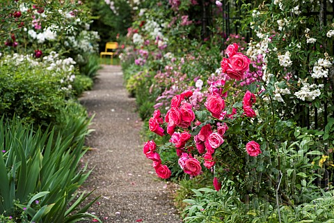 Rose_garden_JeanMarie_Pelt_botanical_garden_Nancy_Lorraine_France