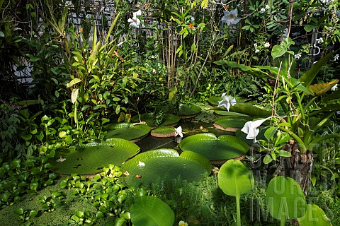 Giant_Water_Lily_Victoria_amazonica_and_Water_Hyacinth_Eichhornia_crassipes_in_the_Victoria_Greenhou