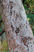 Sal (Shorea robusta), tiger (Panthera tigris bengalensis) claw marks on trunk, territory marking, Forest, Bardia or Bardiya National Park, Terai region, Nepal