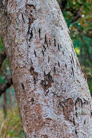 Sal_Shorea_robusta_tiger_Panthera_tigris_bengalensis_claw_marks_on_trunk_territory_marking_Forest_Ba