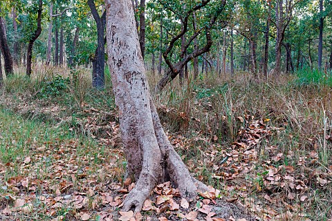 Sal_Shorea_robusta_tiger_Panthera_tigris_bengalensis_claw_marks_on_trunk_territory_marking_Forest_Ba