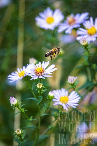 Honey_bee_Apis_mellifera_in_flight_among_Aster_flowers_Aster_sp_Montfavet_Green_Belt_of_Avignon_Vauc