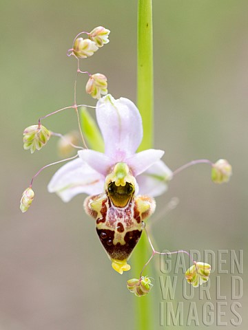 Saintonge_Oprhys_Ophrys_santonica_flower_surrounded_by_a_Lesser_quakinggrass_Briza_minor_in_Provence