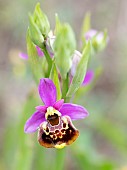 Souches late spider orchid (Ophrys fuciflora souchei) flower, Forcalquier, Provence, France