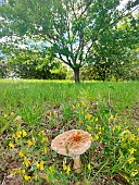 Gilled Mushroom at the foot of a Downy Oak (Quercus pubescens) in a garden, Forcalquier, Provence, France