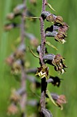 Small-leaved helleborine (Epipactis microphylla) flowers, Céreste, Provence, France