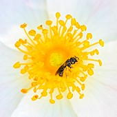 Small solitary bee covered in pollen in the heart of a Rosacea flower, Céreste, Provence, France