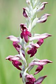 Fragrant Orchid (Anacamptis fragrans), Forcalquier, Provence, France