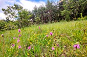 Natural grassland with pyramidal orchids (Anacamptis pyramidalis), Forcalquier, Provence, France