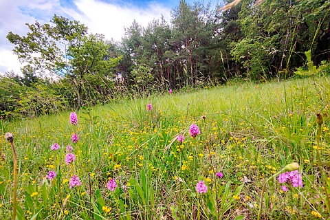 Natural_grassland_with_pyramidal_orchids_Anacamptis_pyramidalis_Forcalquier_Provence_France