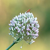 Common Red Soldier Beetle (Rhagonycha fulva) on Many-flowered garlic (Allium polyanthum), Forcalquier, Provence, France